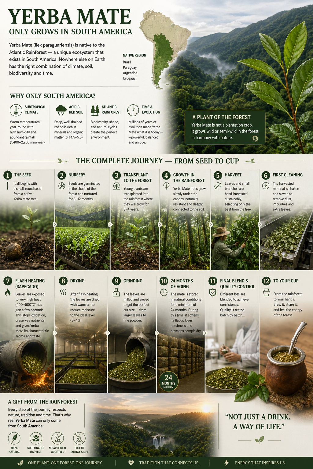 Why Yerba Mate Only Grows in South America — And How It Goes From Seed to Your Cup